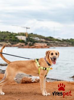 Ράτσα: Άγνωστο - Ημίαιμο | Ηλικία: 8 μηνών | Φύλο: Θηλυκό | Αρ. Microchip: - | Ημίαιμο | Περιοχή: Νέα Σμύρνη, Αττική